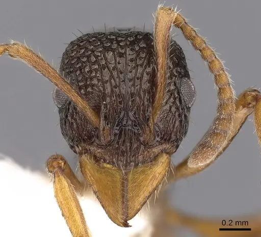 Rhytidoponera litoralis - CASENT0900540