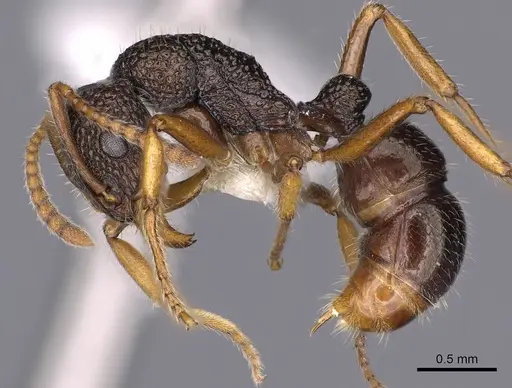 Rhytidoponera litoralis - CASENT0900540