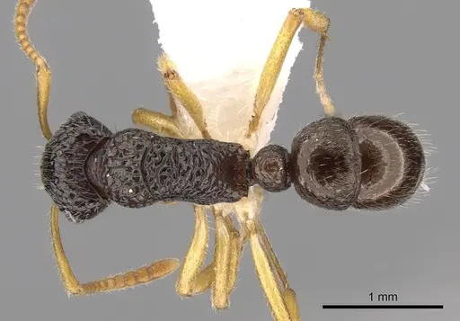 Rhytidoponera luteipes specimen