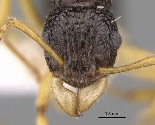 Rhytidoponera luteipes specimen