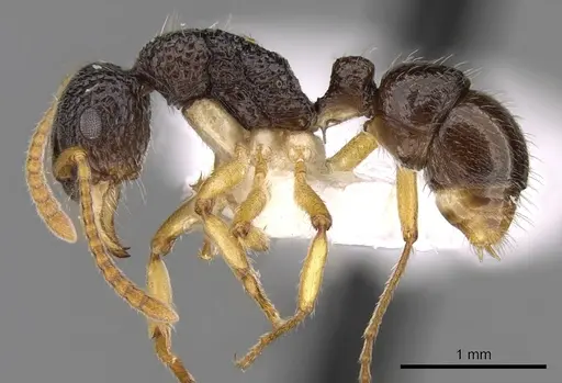 Rhytidoponera luteipes - CASENT0281323