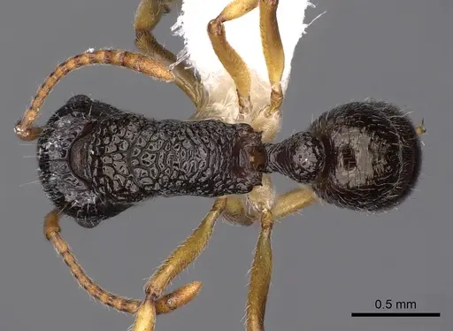 Rhytidoponera luteipes - CASENT0900541