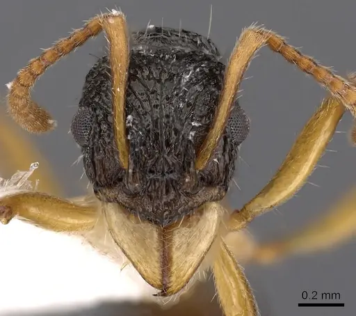 Rhytidoponera luteipes - CASENT0900541