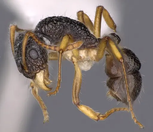 Rhytidoponera luteipes - CASENT0900541