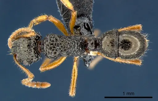 Rhytidoponera luteipes - CSIRONC0117