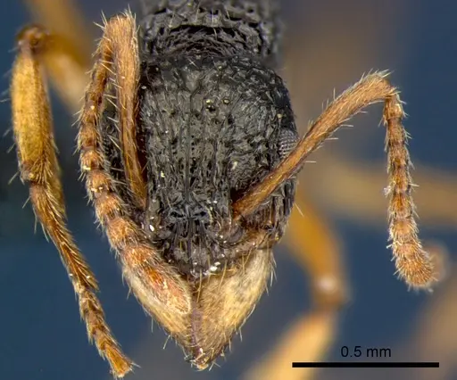 Rhytidoponera luteipes - CSIRONC0117