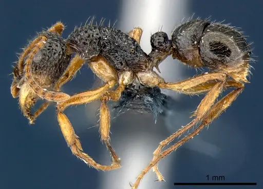 Rhytidoponera luteipes - CSIRONC0117