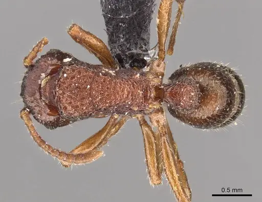 Rhytidoponera maledicta specimen