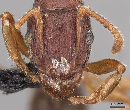 Rhytidoponera maledicta specimen