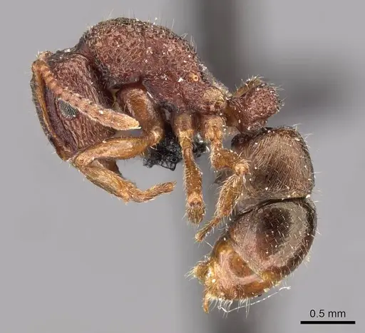 Rhytidoponera maledicta specimen