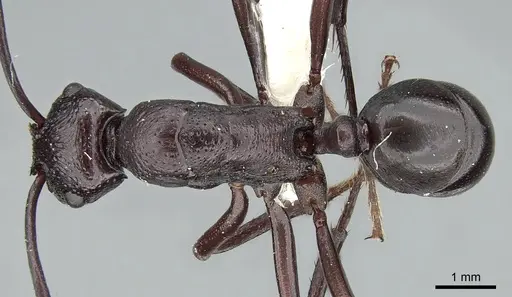 Rhytidoponera maniae specimen