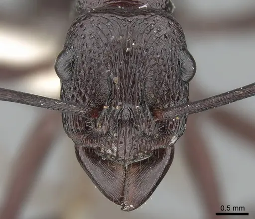 Rhytidoponera maniae specimen