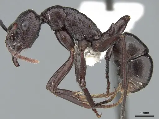 Rhytidoponera maniae specimen