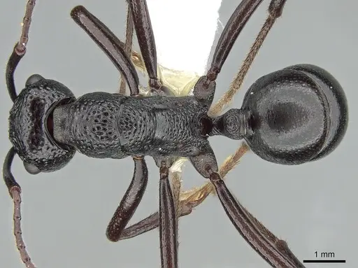 Rhytidoponera maniae - CASENT0281300