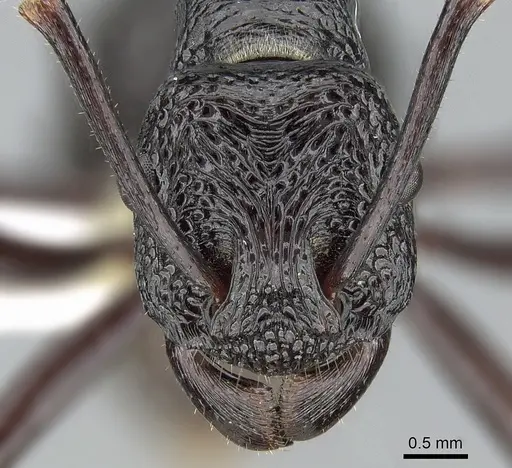 Rhytidoponera maniae - CASENT0281300