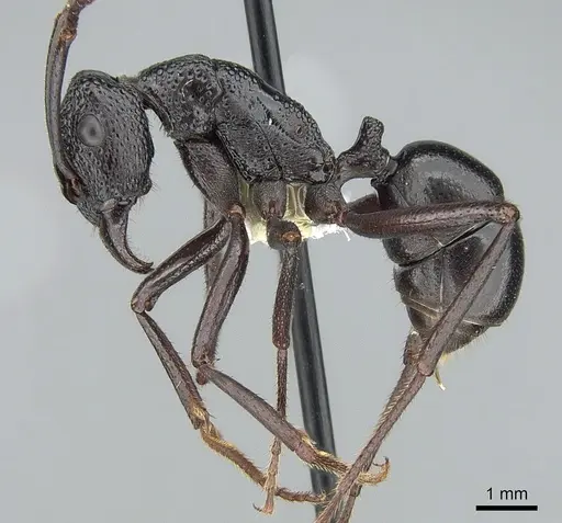 Rhytidoponera maniae - CASENT0281300