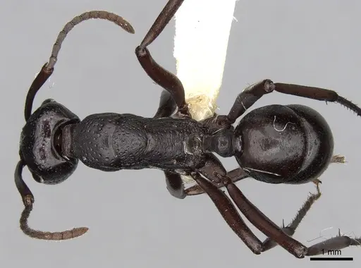 Rhytidoponera maniae - CASENT0281823