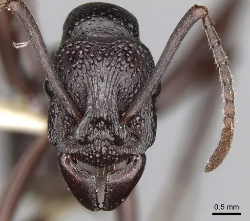 Rhytidoponera maniae - CASENT0281823