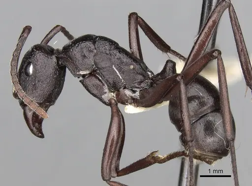 Rhytidoponera maniae - CASENT0281823