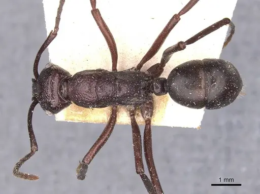 Rhytidoponera maniae - CASENT0907139