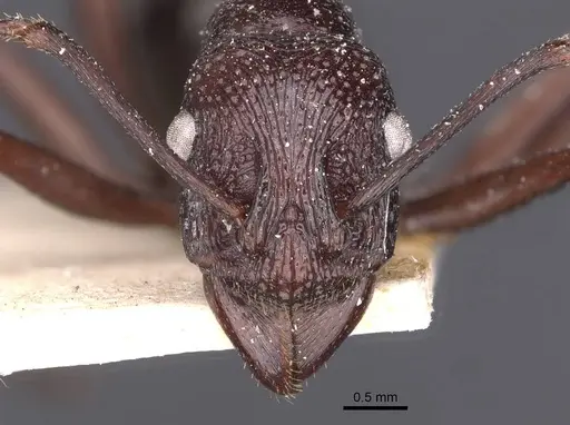 Rhytidoponera maniae - CASENT0907139