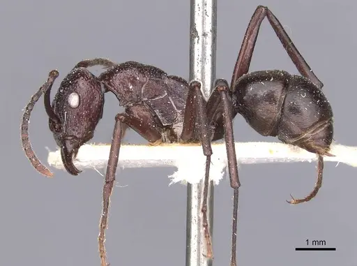 Rhytidoponera maniae - CASENT0907139