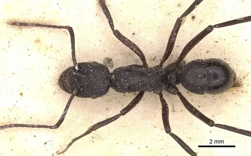 Rhytidoponera maniae - CASENT0907148