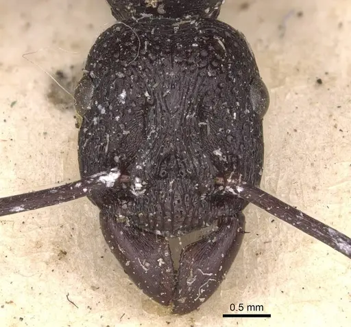 Rhytidoponera maniae - CASENT0907148