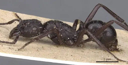 Rhytidoponera maniae - CASENT0907148