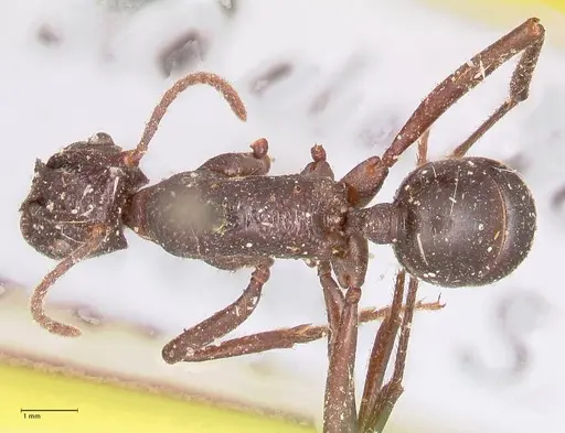 Rhytidoponera maniae - FOCOL0911