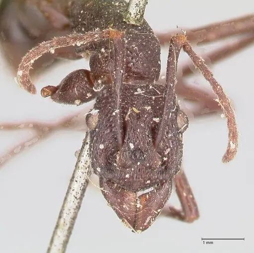 Rhytidoponera maniae - FOCOL0911