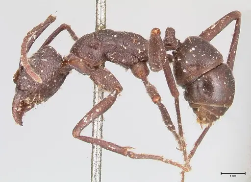 Rhytidoponera maniae - FOCOL0911
