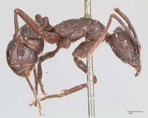 Rhytidoponera maniae - FOCOL0911