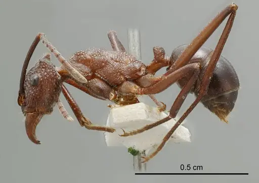 Rhytidoponera mayri specimen
