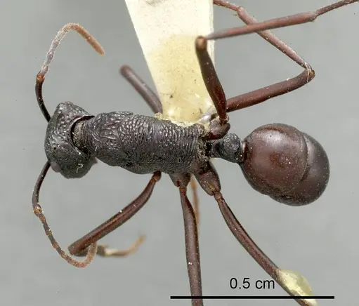 Rhytidoponera mayri - ANTWEB1008314