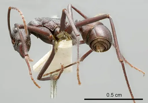 Rhytidoponera mayri - ANTWEB1008314