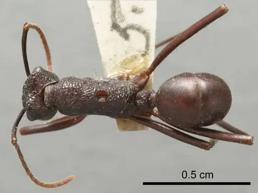 Rhytidoponera mayri - ANTWEB1008315