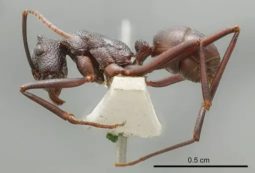 Rhytidoponera mayri - ANTWEB1008315