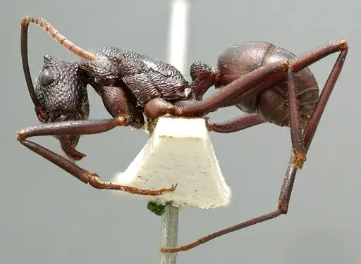 Rhytidoponera mayri - ANTWEB1008315