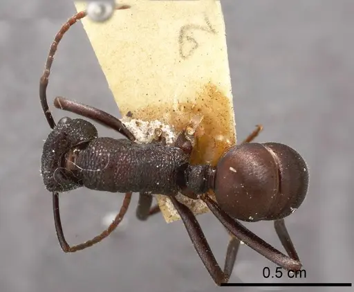 Rhytidoponera mayri - ANTWEB1008317