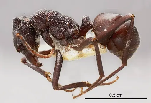 Rhytidoponera mayri - ANTWEB1008317