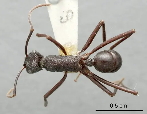 Rhytidoponera mayri - ANTWEB1008321