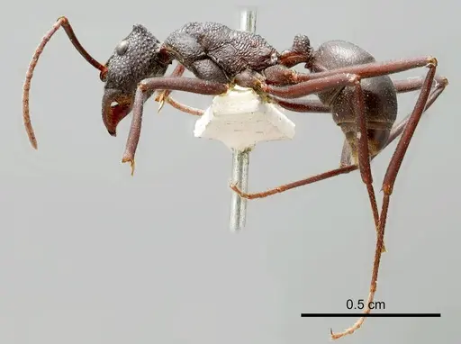Rhytidoponera mayri - ANTWEB1008321