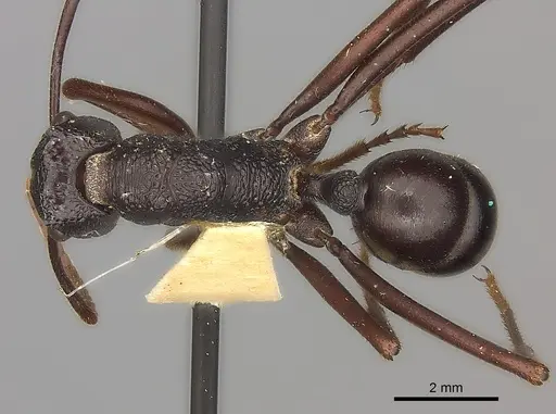 Rhytidoponera mayri - CASENT0217493