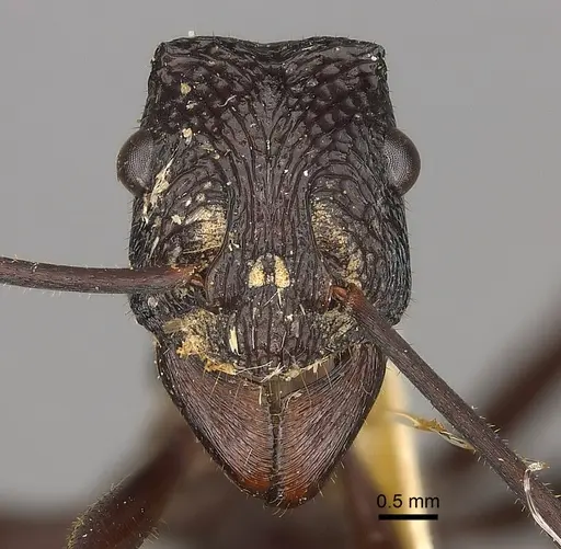 Rhytidoponera mayri - CASENT0217493