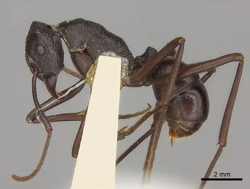 Rhytidoponera mayri - CASENT0217493