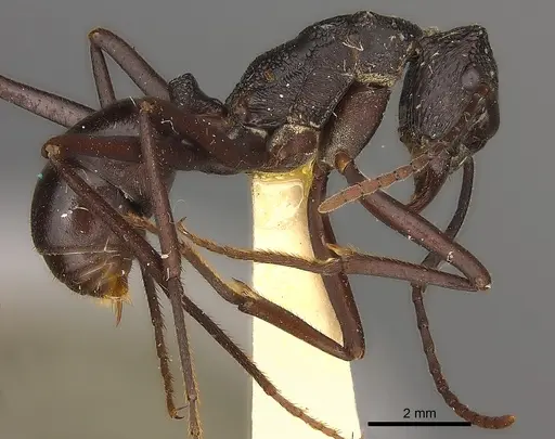 Rhytidoponera mayri - CASENT0217493