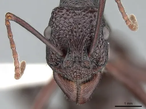 Rhytidoponera mayri - CASENT0281301