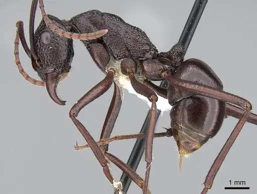 Rhytidoponera mayri - CASENT0281301