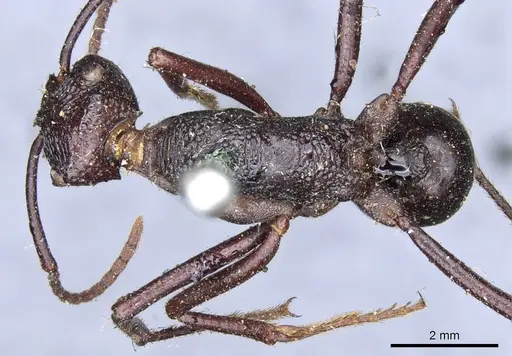 Rhytidoponera mayri - CASENT0903814